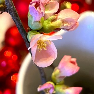 Schokoladen-Sterne mit Vanille-Buttercrème – weihnachtliche Interpretation eines Keks-Klassikers