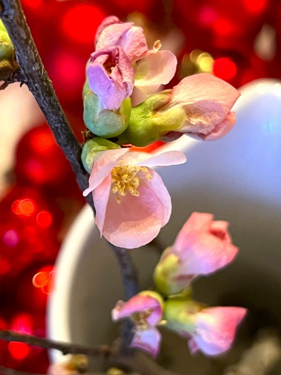 Brauchtum: Barbarazweige zu Weihnachten