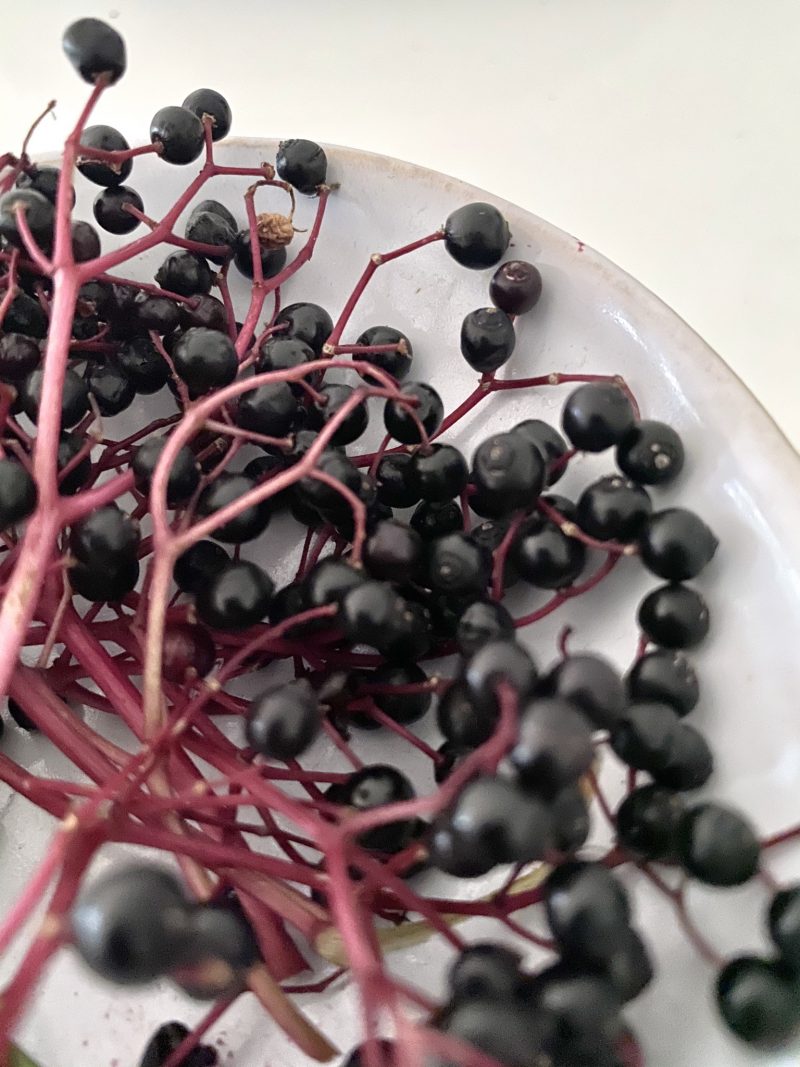 Pflaumenkuchen mit Schmand - küchenkränzchen Pflaumenkuchen mit Schmand - küchenkränzchen