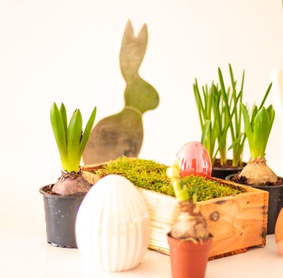 Schale mit Frühlingsblühern bepflanzen