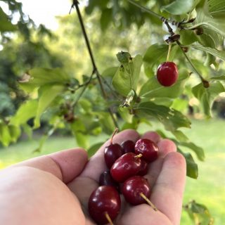 Herzwein: Weissdorn fürs Herz