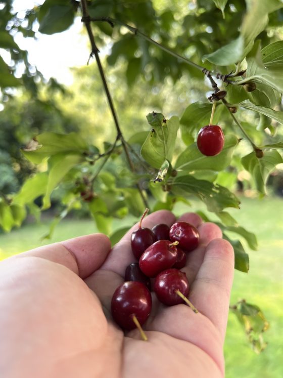 Marmelade mit Kornelkirschen