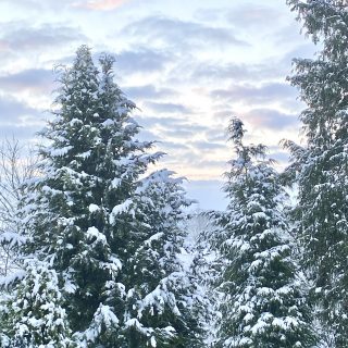 Punschkrapfen Sterne