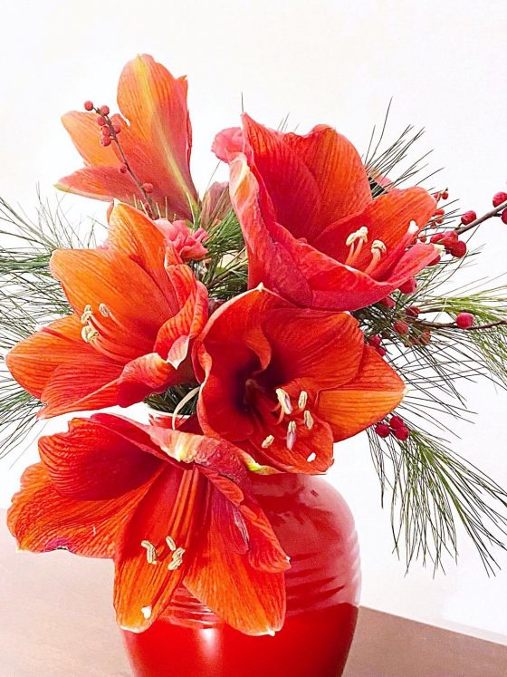 Amaryllis: Die Königin der Weihnachtsblumen