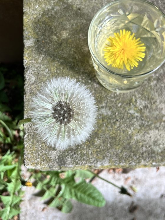 Frühling im Glas: Erfrischende Löwenzahn-Limonade selbst gemacht